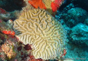 Malendure - îlet Pigeon 